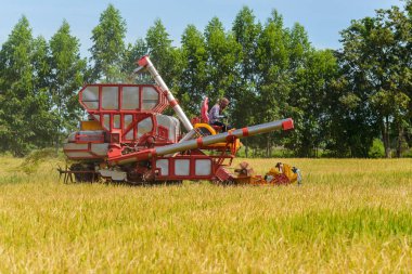 Hasat birleştirmek pirinç alan üzerinde çalışıyor. Hasat Tayland alanlardan olgun bir ürün toplama işlemidir