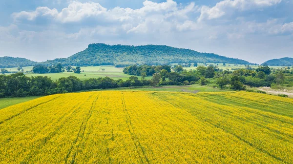 Granja Flores Cáñamo Hermoso Campo Flores Amarillas Cielo Azul Día —  Fotos de Stock