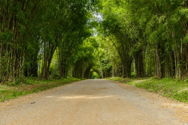 Nature Background Bamboo Tunnel — Stock Photo, Image