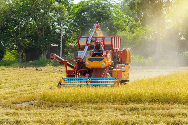 Combina Mietitrebbia Lavorando Sulla Risaia Raccolta Processo Raccolta Raccolto Maturo — Foto Stock