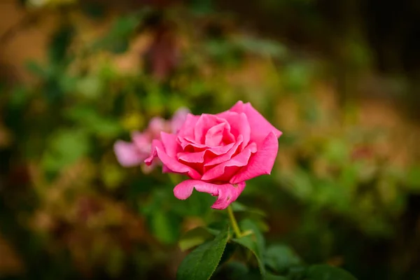 Rosa Rosa Fiore Giardino — Foto Stock