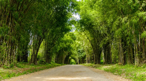 Nature Background Bamboo Tunnel — Stock Photo, Image