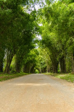 Doğa arka plan bambu tüneli