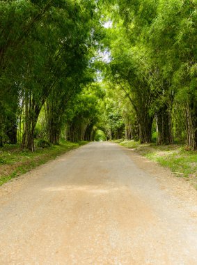 Doğa arka plan bambu tüneli