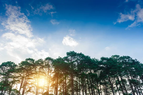 Nature Background Landscape Pine Forest Blue Sky White Clouds Spring — Stock Photo, Image