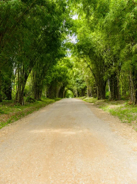 Nature Background Bamboo Tunnel — Stock Photo, Image