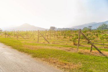 arka plan manzara bağ ve dağ manzaralı