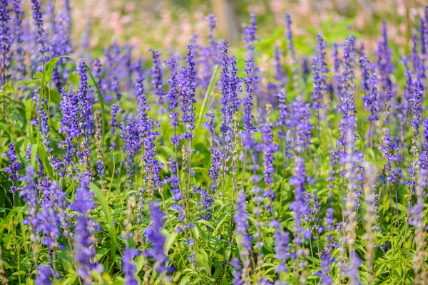 Barevné Květy Salvia Květiny Fialové Levandule Ostruhy Květiny Zahrada Myšlenka — Stock fotografie