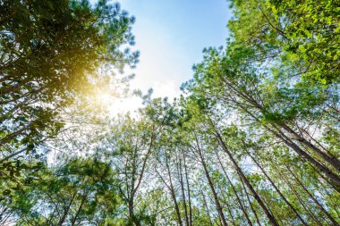 Doğa arka plan manzara çam ormanı ile mavi bir gökyüzü ve bahar öğleden sonra beyaz bulutlar, Mulk Salaeng Luang Milli Parkı, Phetchaboon, Tayland