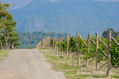 arka plan manzara bağ ve dağ manzaralı