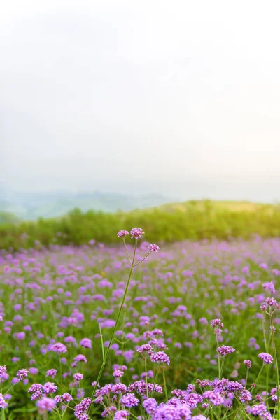 Violet Verbena Flowers Garden Blurred Background Sunshine Morning — Stock Photo, Image