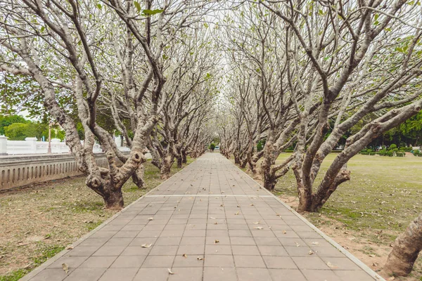 Tünel Yolu Nan Eyaleti Tayland Yürüme Ile Kuru Plumeria Ağaç — Stok fotoğraf