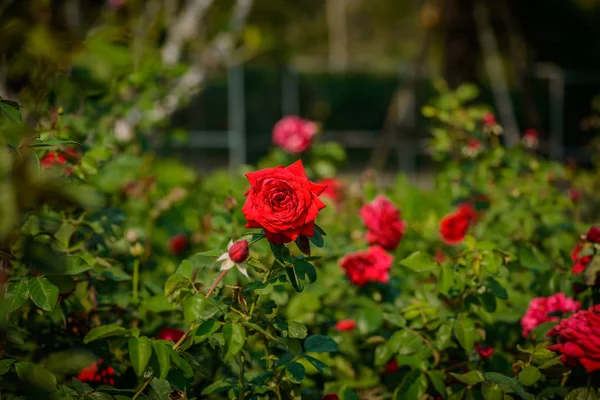 Valentinstag Hintergrund Der Roten Rosen Auf Einem Busch Einem Garten — Stockfoto