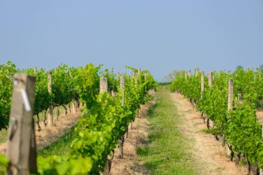 arka plan manzara bağ ve dağ manzaralı