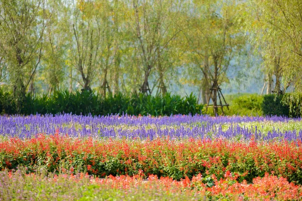 Färgglada Blommor Salvia Blommor Lila Lavendel Sporre Blommor Trädgård Tanken — Stockfoto