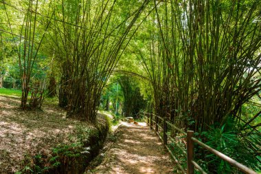 Bambu orman ve doğal 