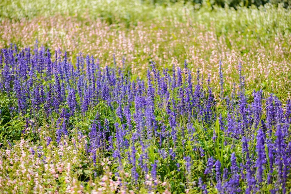 Kolorowe Kwiaty Lawenda Kwiaty Fioletowe Salvia Spur Kwiaty Ogród Pomysł — Zdjęcie stockowe