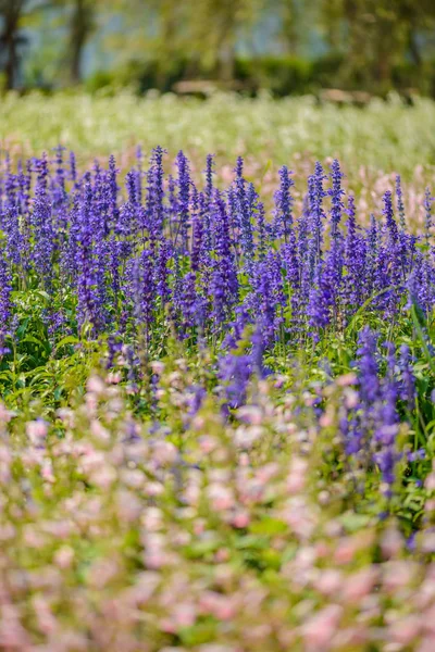 colorful flowers salvia flowers, purple lavender spur flowers garden. The idea or concept of flower gardening