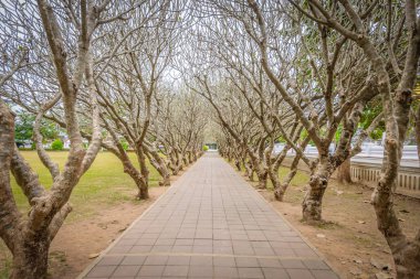Tünel yolu Nan Eyaleti, Tayland yürüme ile Kuru Plumeria ağaç veya Frangipani ağacın doğal sahne arka plan