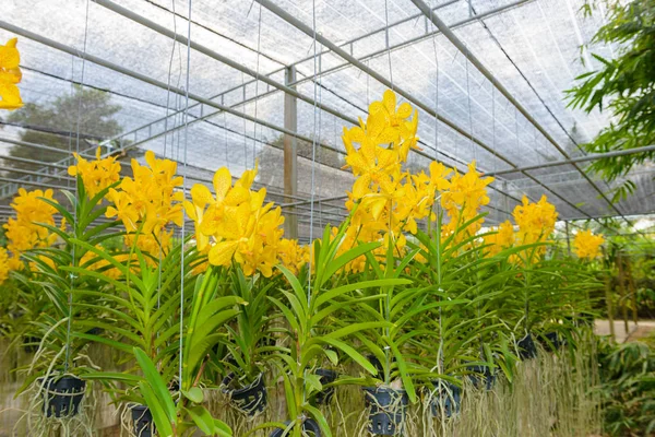 Flor Amarela Orchid Folhas Verdes Flowerpot Está Pendurado Fazenda Berçário — Fotografia de Stock