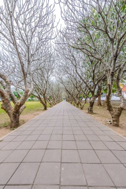 Tünel yol yürüme ile kuru Plumeria ağaç veya Frangipani ağacı