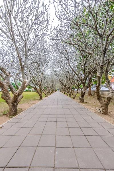 Tünel yol yürüme ile kuru Plumeria ağaç veya Frangipani ağacı — Stok fotoğraf