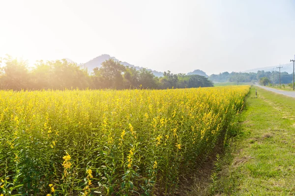 Paisaje vista del campo amarillo de cáñamo Sunn —  Fotos de Stock