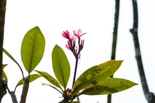 Frangipani fleurs sur un arbre dans le jardin avec la lumière du soleil — Photo