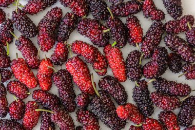 Organik dut meyve, siyah Olgun ve kırmızı olgunlaşmamış dut