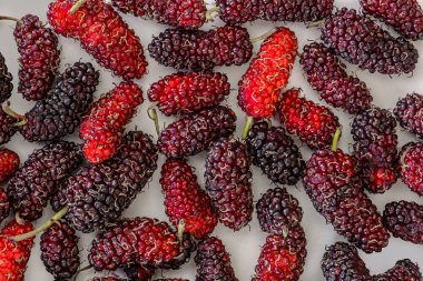 Organik dut meyve, siyah Olgun ve kırmızı olgunlaşmamış dut