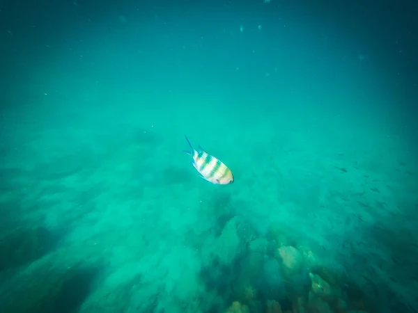 Mundo submarino. Buceo con peces payaso, arrecife, roca y cor — Foto de Stock