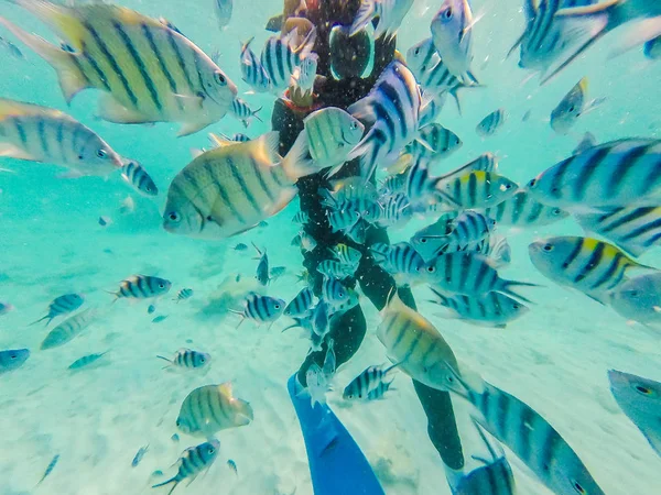 Muchos peces payaso con buzo tomando fotos bajo el agua —  Fotos de Stock