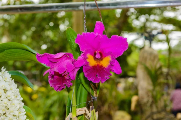 Güzel orkide çiçek ve yeşil kreş arka planda yaprakları f — Stok fotoğraf