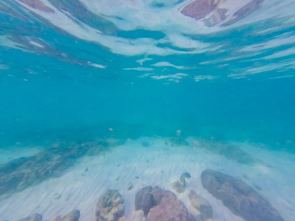 Underwater world. Snorkeling with fish, reef, rock and coral — Stock Photo, Image