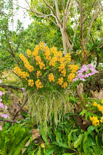 Bela flor de orquídea e folhas verdes fundo no berçário f — Fotografia de Stock