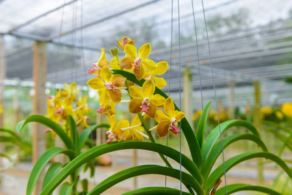 Bela flor de orquídea e folhas verdes fundo no berçário f — Fotografia de Stock