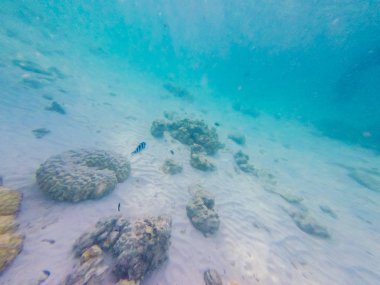sualtı dünyası. Balık, resif, kaya ve mercan ile şnorkel