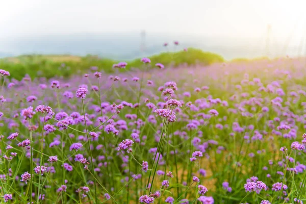 Violet verbena flowers on blurred background with sunshine in th — Stock Photo, Image