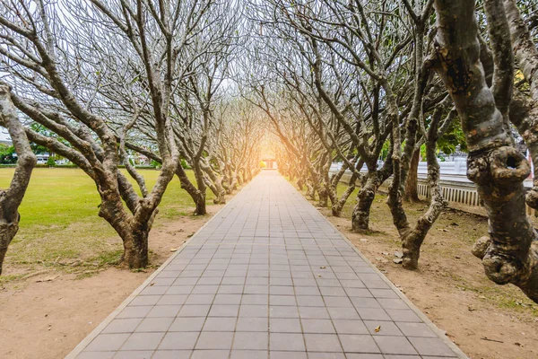 道を歩いていると乾燥プルメリアの木やフランジパニの木のトンネル — ストック写真