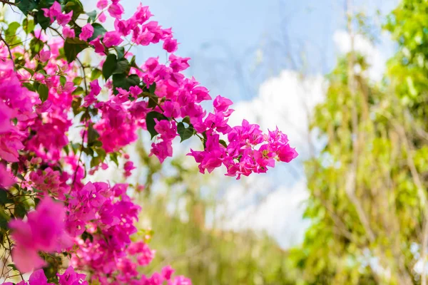 Fleur de bougainvillier avec feuille verte — Photo