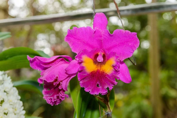Hermosa flor de orquídea y hojas verdes de fondo en vivero f — Foto de Stock