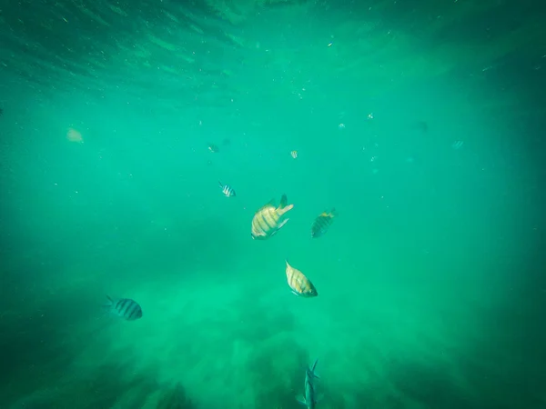 Mundo submarino. Buceo con peces payaso, arrecife, roca y cor —  Fotos de Stock