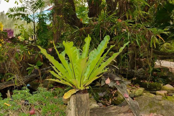 Platycerium fougères staghorn ou elkhorn fougère arbre décoration en th — Photo