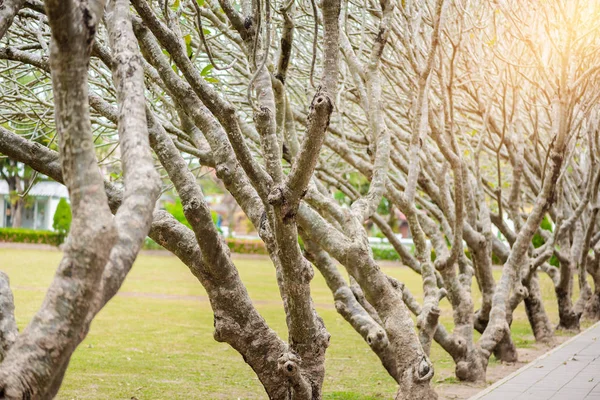 Tunel suché Plumeria stromu nebo keře stromu s pěší cesta — Stock fotografie