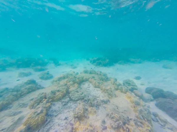 Mundo submarino. Esnórquel con peces, arrecife, roca y coral — Foto de Stock