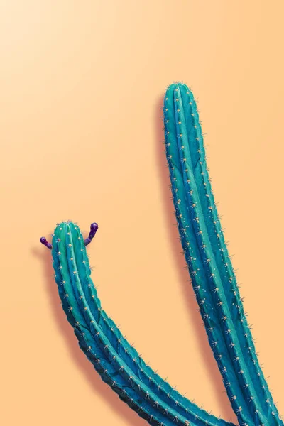 Niebieski Kolor Gymnocalycium Kaktusy Izolowane Pomarańczowym Pastelowym Tle Kolor Ścieżką — Zdjęcie stockowe