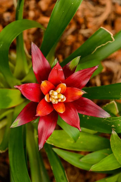 Bromelia Family Bromeliaceae Subfamily Bromelioideae Close Seup Blooming Flower Plant — стоковое фото