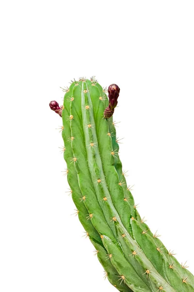 Cactus Isolé Sur Fond Blanc Avec Chemin Coupe — Photo