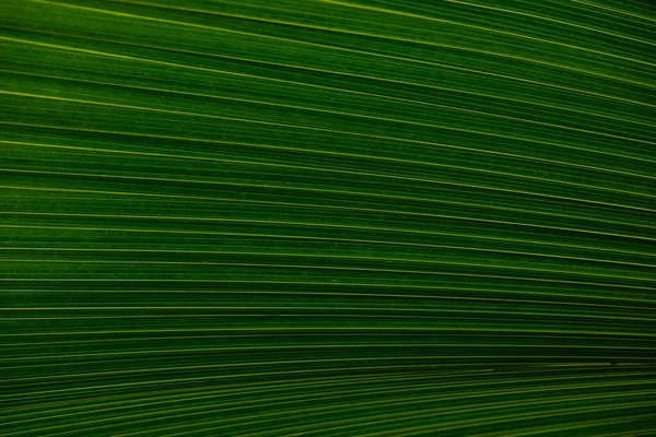 Nahaufnahme Von Blättern Textur Oder Hintergrund Abstrakte Grüne Linie Hintergrund — Stockfoto