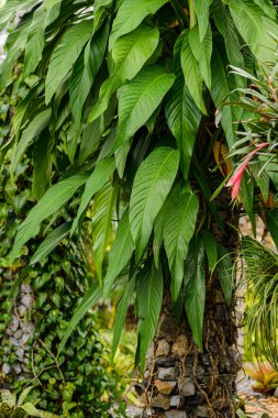 Bahçedeki yeşil yaprakların arkaplanı